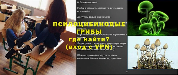 стаф Алзамай